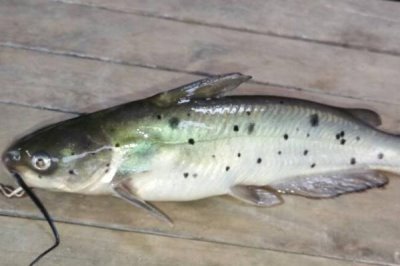 豹斑脂鲶好不好养,难度较低适合新手