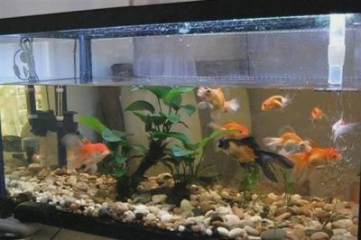 鱼缸有过滤器还要氧气泵吗，如果养殖密度大则需要