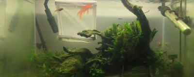 鱼缸有青苔怎么处理,需将鱼捞出并及时清理干净