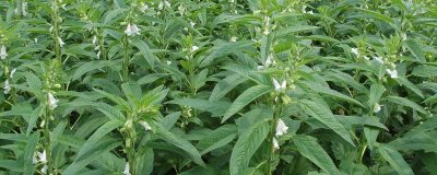 如何提高芝麻的产量,首先要选择优良品种