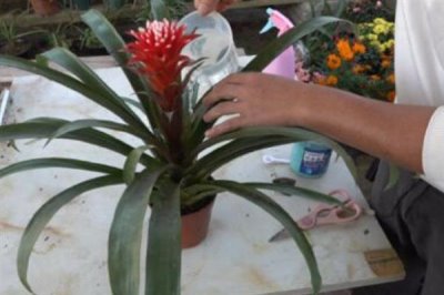 鸿运当头花干了如何修剪，要将其从下方剪掉