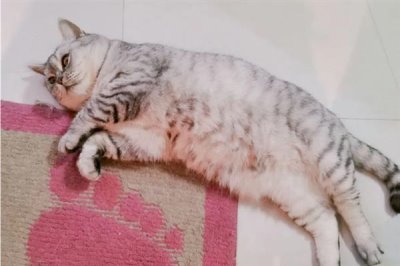 猫咪为什么会患上糖尿病,主要是肥胖、内分泌失调、遗传因素所致