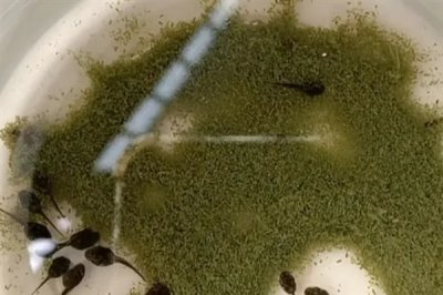 蝌蚪变成青蛙需要多久,经过80-150天左右便可完成蜕变