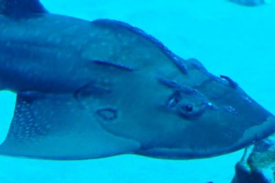 鳐鱼的种类,常见的有鳐科、单鳍鳐科、拟鳐科等