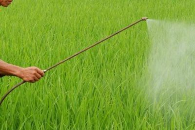 水稻药害的症状,慢性与急性病症不同