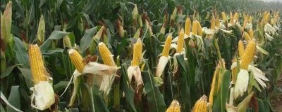 云化109玉米品种的特性,中抗穗腐病