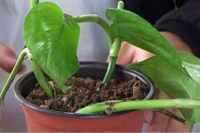 什么是绿萝,是天南星科麒麟叶属植物