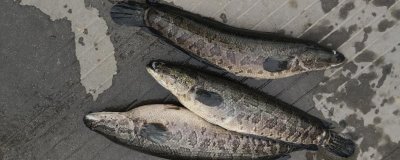 黑鱼是海水鱼还是淡水鱼,是一种淡水底栖性的鱼类