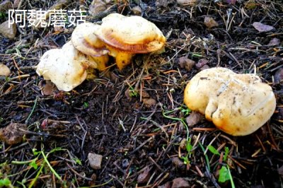 新疆塔城市的特产,乌苏柳花茶被视为茶中极品