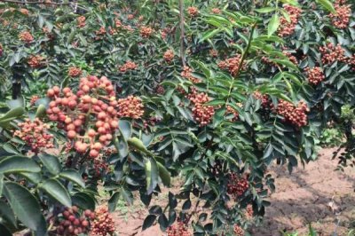 果粒大的花椒品种有哪些,常见的有红狮子花椒、凤椒、金阳青花椒等