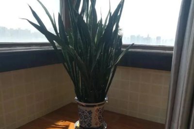 虎皮兰怎么养殖,冬季每隔10天浇一次水