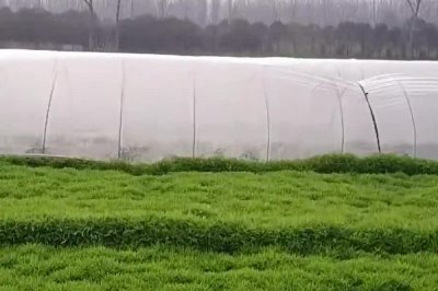 芦蒿的种植技术，在肥沃的沙壤土地种植为佳