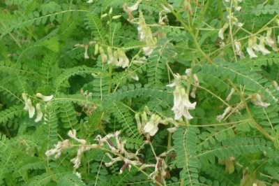 黄芪什么时候开花，每年6-8月开花