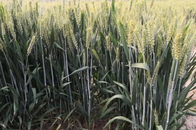 驻麦762小麦种子简介,高抗叶锈病