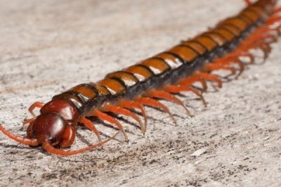 蜈蚣有没有毒,各个品种的蜈蚣毒性都不一样