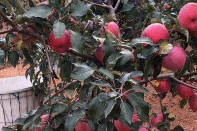 辽宁省锦州市有哪些特色水果,包括北镇葡萄、银白杏、锦州苹果等种类