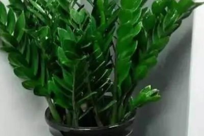 招财树的浇水方法，根据季节的变化而不同