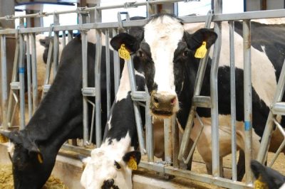 冬季怎么高效养殖奶牛,增加饲喂次数可提高产奶量