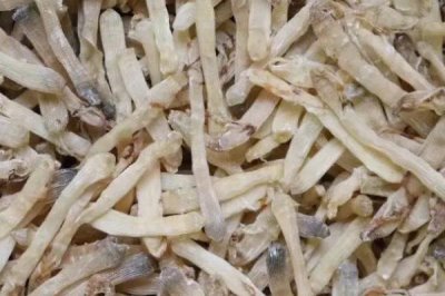 湛江沙虫干的价格，总体价格为500-800元左右/斤