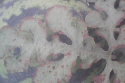 怎么防治西瓜细菌性角斑病,播种前可用温水浸种杀菌