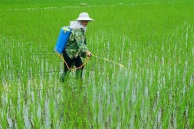 使用阿维菌素要注意什么,随配随用并且在傍晚打药