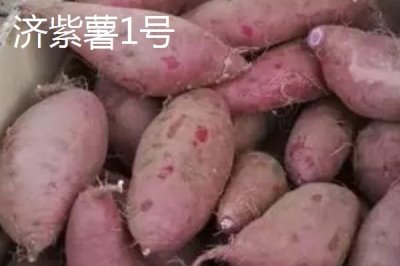 紫薯有哪些品种,以下10种产量高抗病能力强