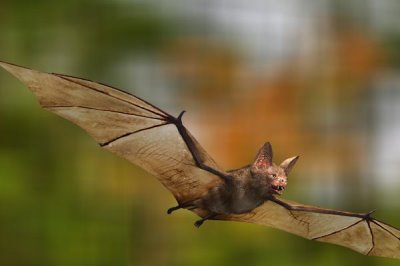 黑腹虎头蜂的天敌,黄尾巢螟、大型胡峰和人类都是