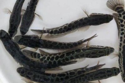 黑鱼如何喂养,饲料有新鲜的动物饵料和人工搭配饲料