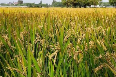 特优155水稻品种的特性,每亩秧田播种量25~30千克