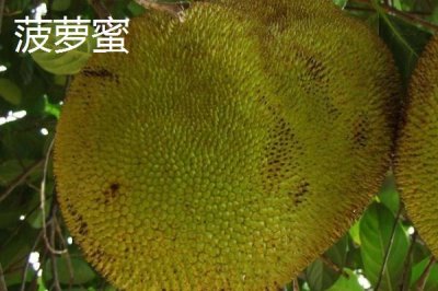菠萝与菠萝蜜有什么区别,菠萝属于凤梨科、菠萝蜜属于桑科