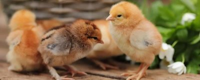 小鸡养多久能长大,不同品种的生长周期不同
