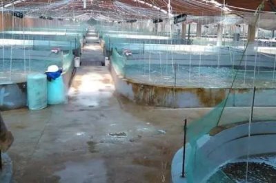 怎么养殖斑节对虾,天晴日暖时可在傍晚放苗