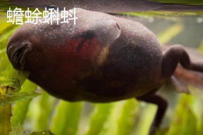 青蛙蝌蚪和蟾蜍蝌蚪的区别,外观、活动状态、大小明显不同