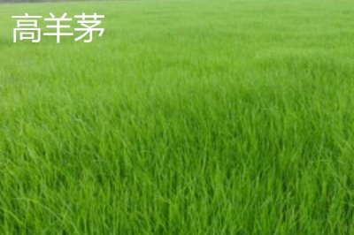 常见的草坪种子,高羊茅适合大范围推广及使用