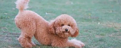 最好养的10种小型犬,包括泰迪犬、西施犬、柯基犬等品种