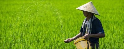 怎么对晚稻使用钾肥,亩施5-12公斤钾肥为宜