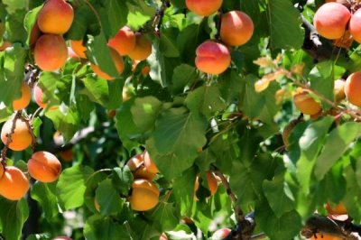 杏果病虫害的防治方法,雨季需及时排水