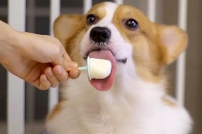 柯基狗吃什么，主要吃狗粮外加蔬菜和水果