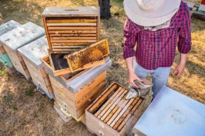 中华蜜蜂怎么养殖,温度较高时要在蜂箱四周洒水降温