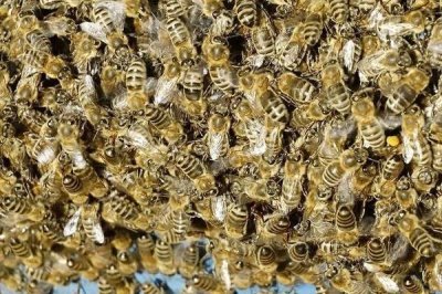 急造王台过多久可以出蜂王，一般需要10-12天左右