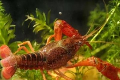 怎么养殖小龙虾,清塘消毒、培育浮游生物后再放入虾苗