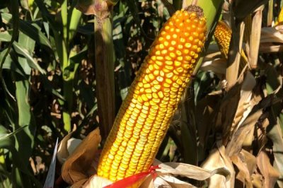 晶甜12号玉米种子介绍，合理安排播期