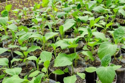 茄子苗盘育苗方法,将种子处理后再播种