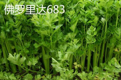 芹菜的品种,不同品种的亩产量不一