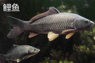 7号伊豆钩适合钓多大的鱼,最大拉力值可达到5千克