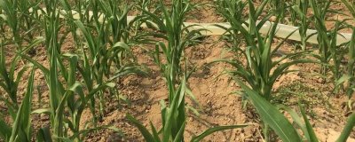 种玉米需要施什么肥,不同生长阶段所需肥料不同