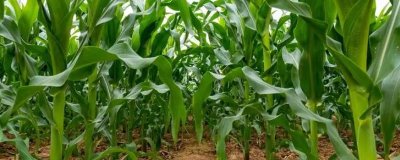 MD6016玉米种子特征特性,辽宁省春播生育期126天