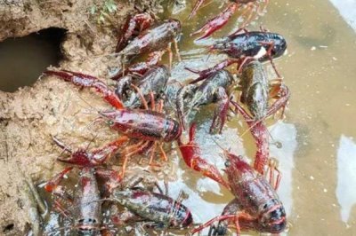 一亩小龙虾的利润,通常为2000-3000元左右