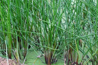 荸荠杆枯病的防治策略，栽植1茬荸荠在3年内轮作其它作物