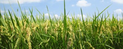 台两优802水稻种子简介，根据当地情况适时播种